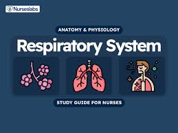 Cardiovascular and Respiratory Adaptations